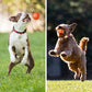 Smart Pet Bounce interaktiv bold