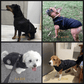 🐶Stort udsalg – 50 % rabat🔥3-i-1 vinterjakke til hunde – vandtæt og varm med indbygget sele
